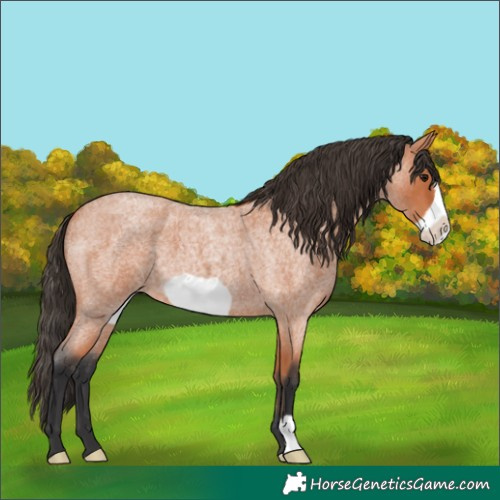 Horse Color:Bay Roan Frame