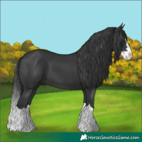 Horse Color:Black Splash 