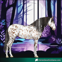 Horse Color:Amber Champagne Appaloosa  and Gray Amber Champagne Appaloosa 