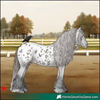 Horse Color:Grullo Blanket 