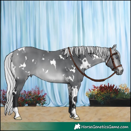 Horse Color:White Spotted Silver Bay Chinchilla 