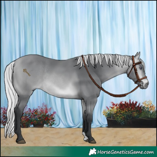 Horse Color:Silver Bay Chinchilla Rabicano