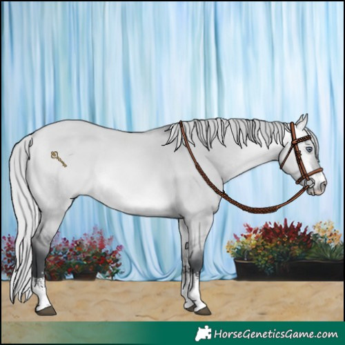 Horse Color:Silver Bay Chinchilla Dun Sabino Rabicano 