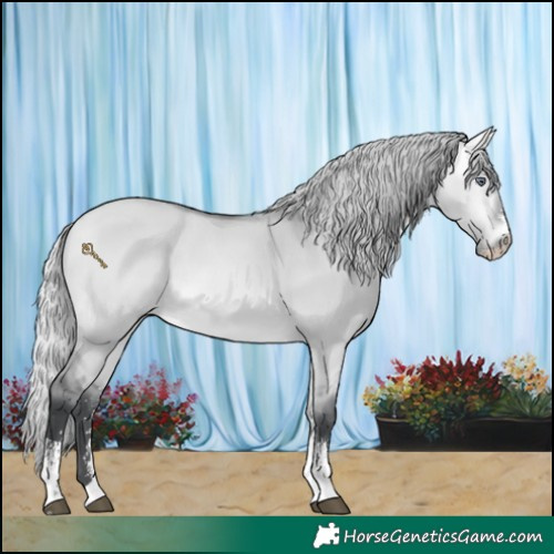 Horse Color:Silver Bay Chinchilla Dun Sabino Rabicano 