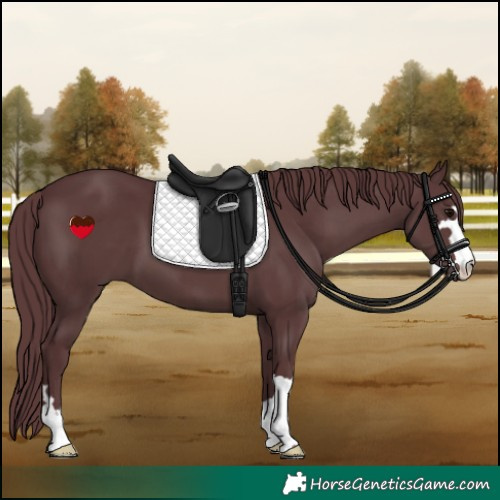 Horse Color:Chocolate Black 