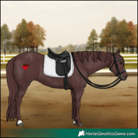 Horse Color:Chocolate Black 