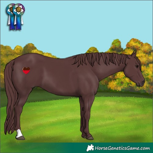 Horse Color:Chocolate Black 