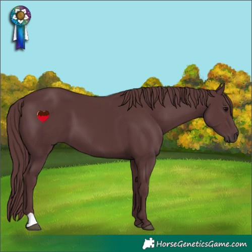 Horse Color:Chocolate Black 