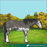 Horse Color:Grullo Sabino Splash  and Grullo Splash 