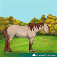 Horse Color:Red Dun Rabicano 