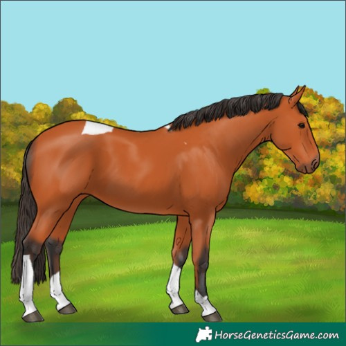 Horse Color:Bay Tobiano 