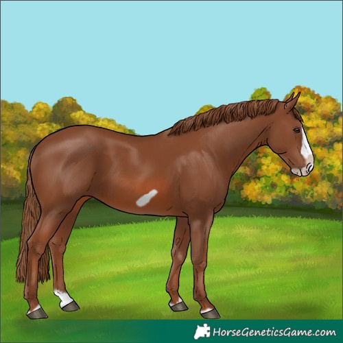 Horse Color:Chestnut Splash Frame