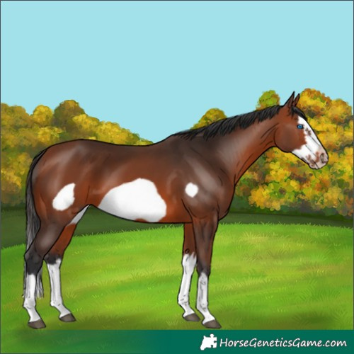 Horse Color:Bay Splash Frame