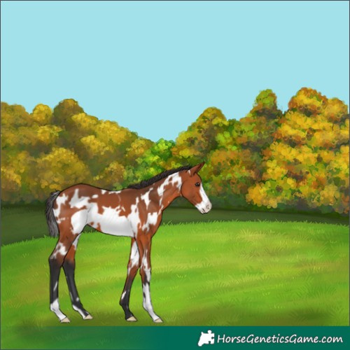 Horse Color:White Spotted Bay Frame