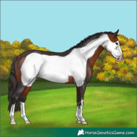 Horse Color:Bay Frame Rabicano 