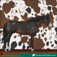 Horse Color:Brown Sabino