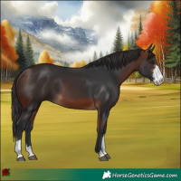 Horse Color:Bay Sabino