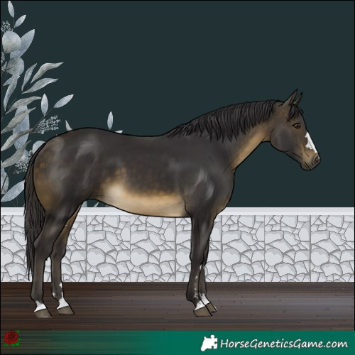 Horse Color:Buckskin 