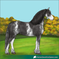 Horse Color:White Spotted Smoky Black 