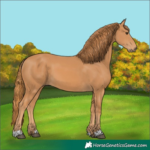 Horse Color:Chestnut 