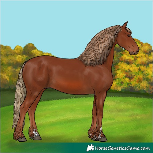 Horse Color:Chestnut 