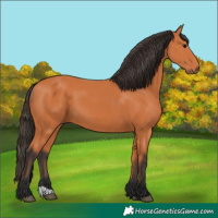 Horse Color:Bay 