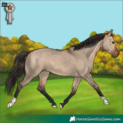 Horse Color:Bay Dun 