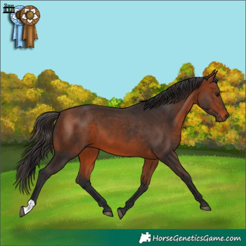 Horse Color:Bay 