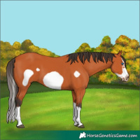 Horse Color:Bay Splash Frame 