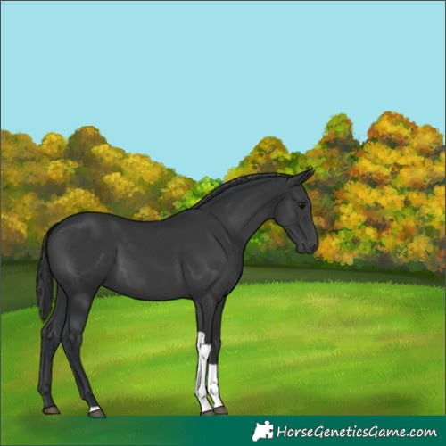 Horse Color:Black Tobiano 