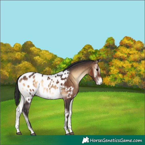 Horse Color:Brown Onyx Appaloosa