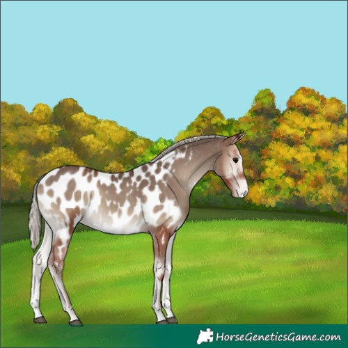Horse Color:Silver Blue Onyx Near Leopard 