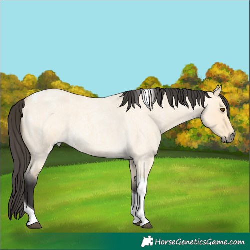 Horse Color:Buckskin Roan Dun Tobiano 