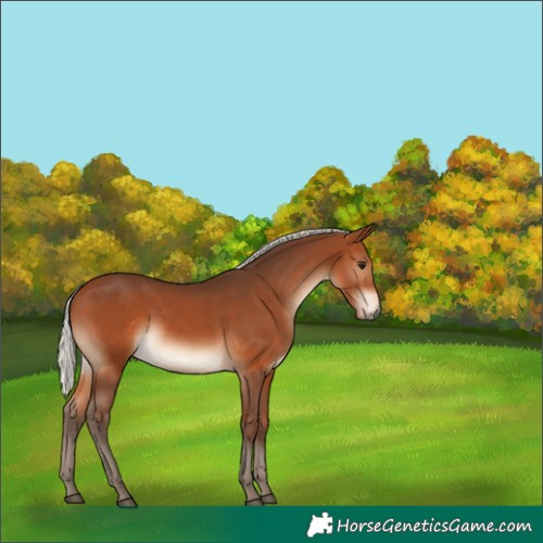 Horse Color:Silver Brown 