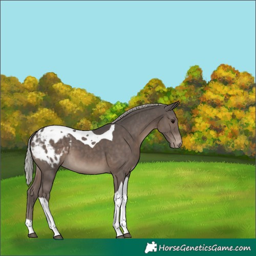 Horse Color:Silver Black Tobiano Varnish 