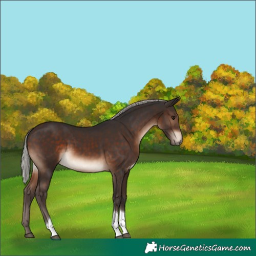 Horse Color:Silver Brown Tobiano 