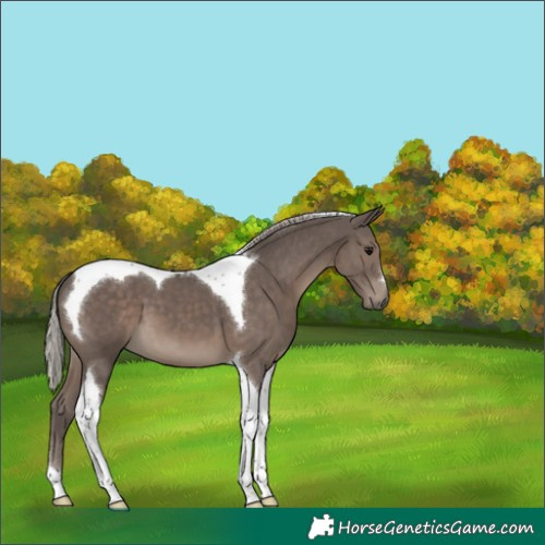 Horse Color:Silver Black Tobiano 