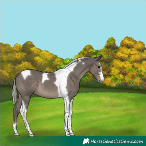 Horse Color:Silver Black Tobiano