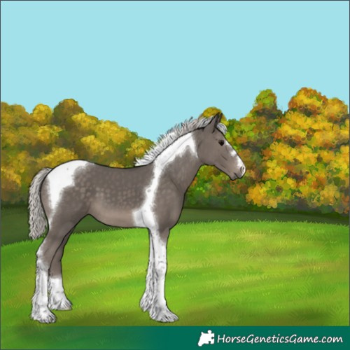 Horse Color:Silver Black Tobiano 