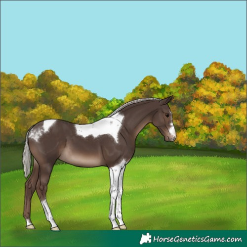 Horse Color:Silver Black Tobiano 