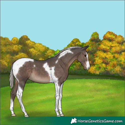Horse Color:Silver Black Tobiano 