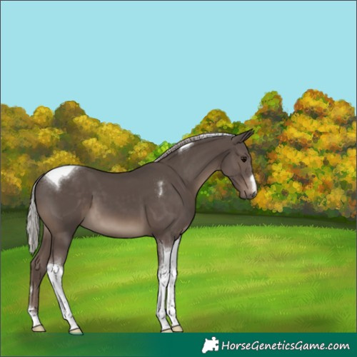 Horse Color:Silver Black Tobiano 