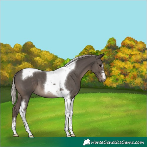 Horse Color:Silver Black Tobiano 