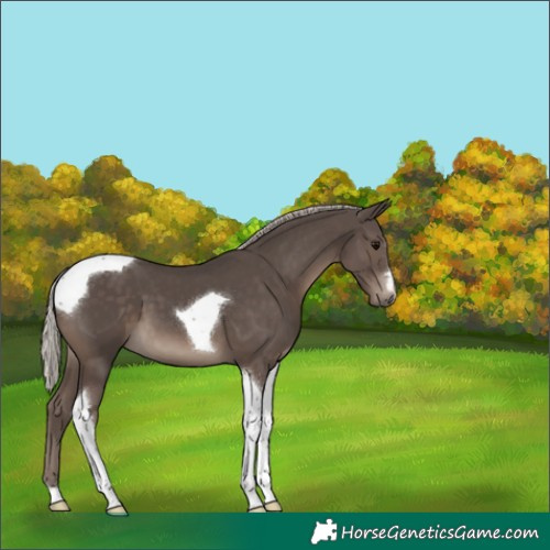 Horse Color:Silver Black Tobiano 