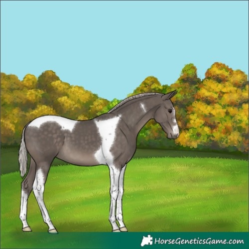 Horse Color:Silver Black Tobiano 
