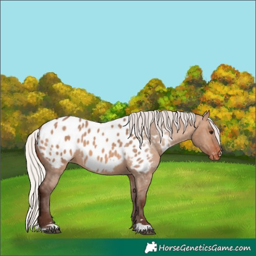 Horse Color:Silver Brown Dun Appaloosa 