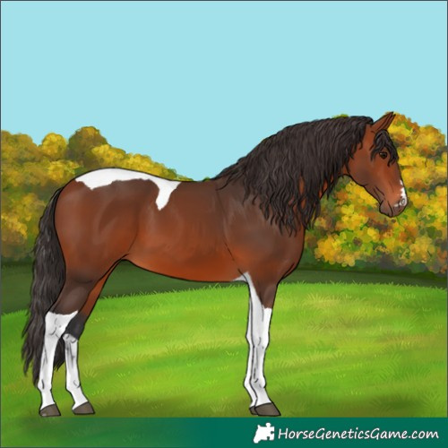 Horse Color:Bay Tobiano