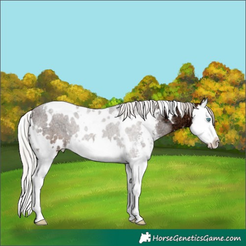 Horse Color:White Spotted Silver Bay Ice Sabino Splash 
