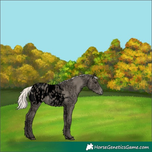 Horse Color:Void Silver Smoky Grullo Ice Appaloosa Rabicano 