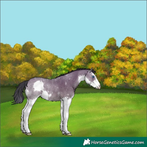 Horse Color:Grullo Sabino Splash Rabicano 